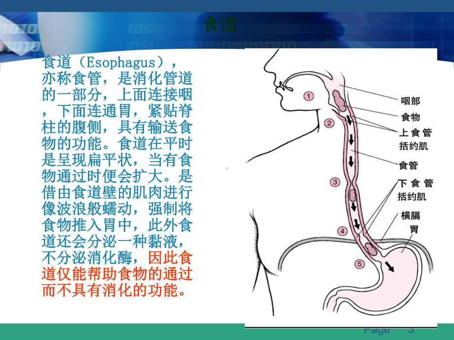 食管癌护理查房(同名450)课件.ppt_第3页