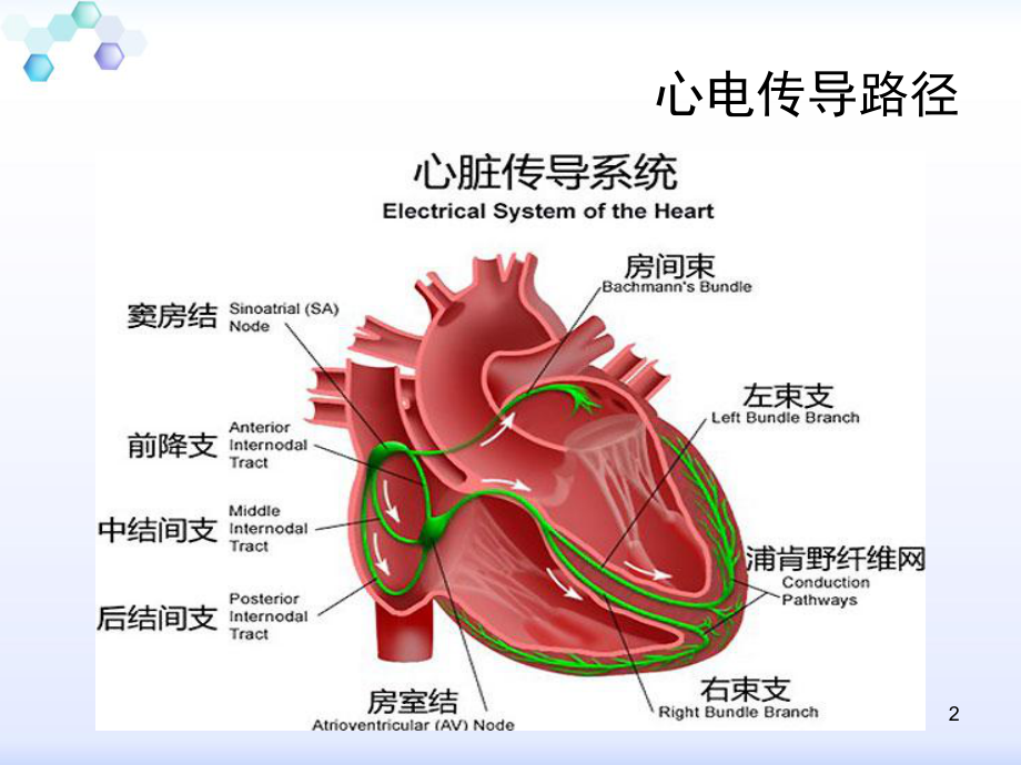 心电图病窦的基础知识课件.pptx_第2页