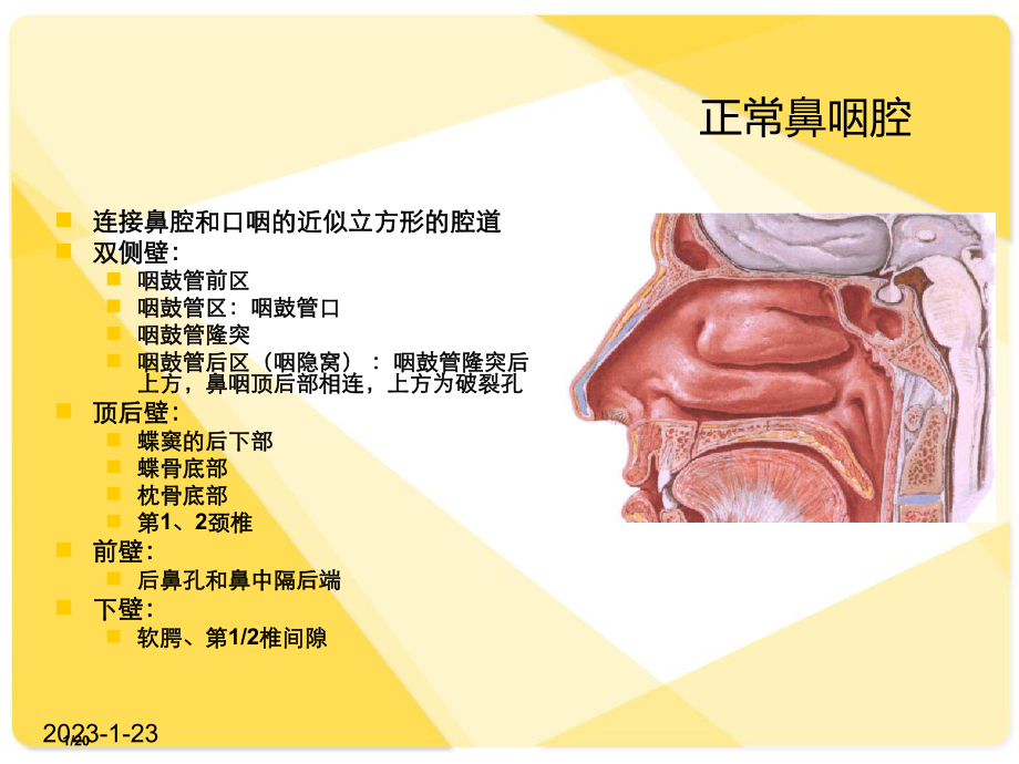 鼻咽癌解剖-鼻咽腔课件整理.ppt_第1页