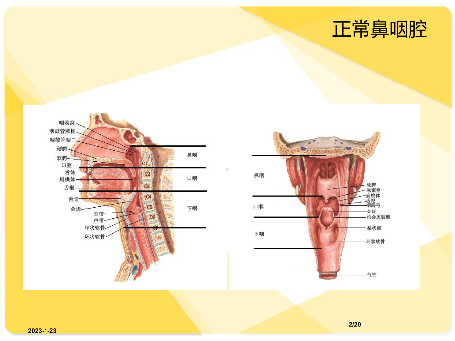 鼻咽癌解剖-鼻咽腔课件整理.ppt_第2页