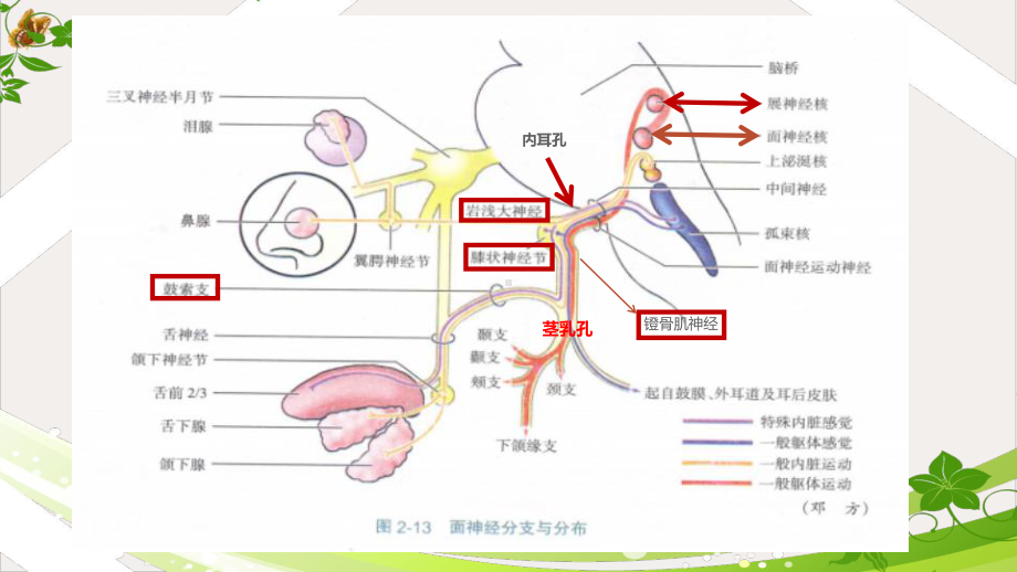 面神经解剖功能及相关疾病课件.pptx_第2页