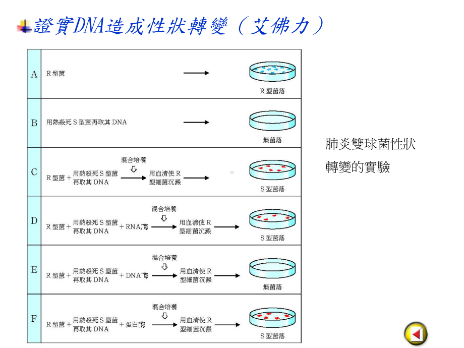 镰形血球性贫血症课件.ppt_第3页