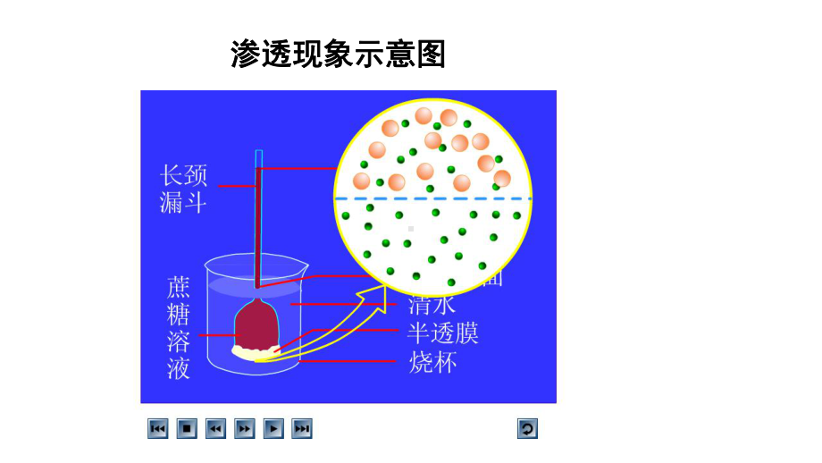 高中生物人教版必修一动画大全课件.pptx_第1页