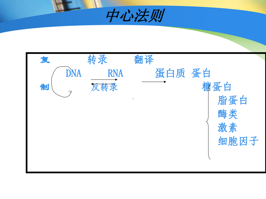 临检培训基因扩增技术在遗传病基因诊断中的应用临检培训班课件.ppt_第3页