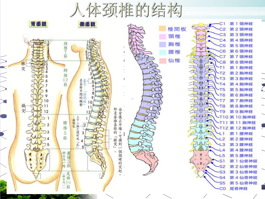 颈椎演变与治疗课件整理.pptx_第3页