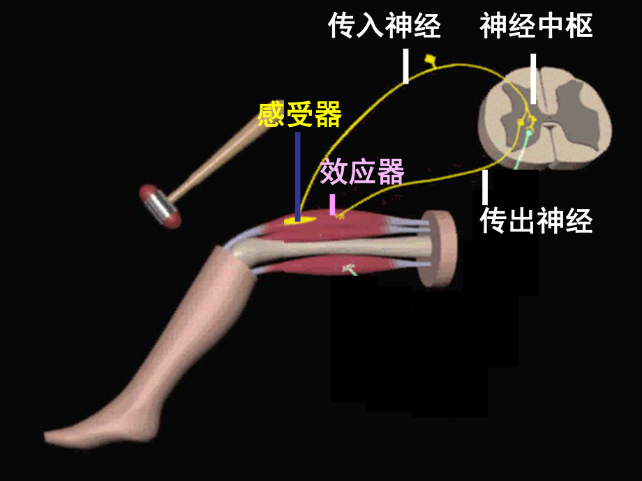 通过神经系统的调节-神经冲动的产生与传导课件-人教课标版.ppt_第2页