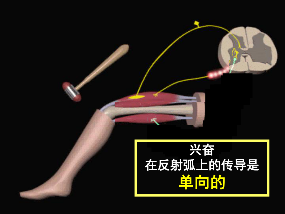 通过神经系统的调节-神经冲动的产生与传导课件-人教课标版.ppt_第3页