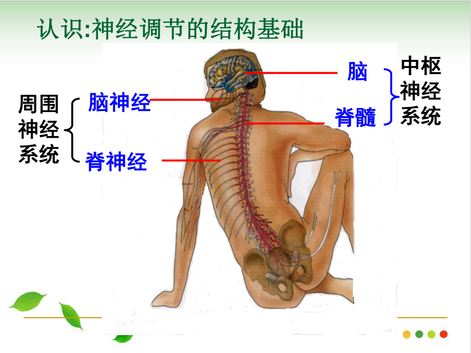 《通过神经系统的调节》课件人教版5.ppt_第3页