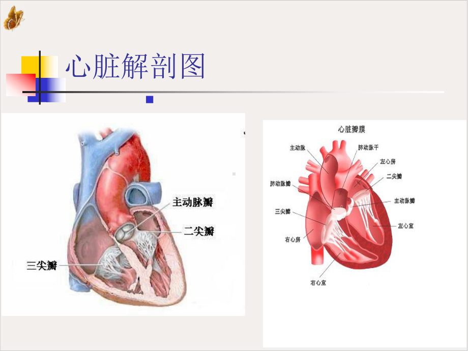 风湿性心脏病年月课件.pptx_第2页