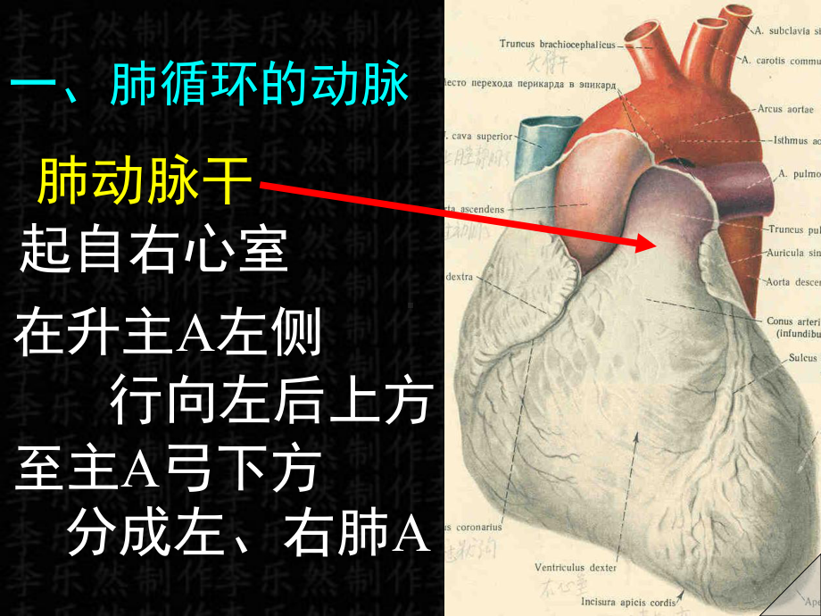 骨科学-动脉解剖彩色图谱课件.ppt_第2页