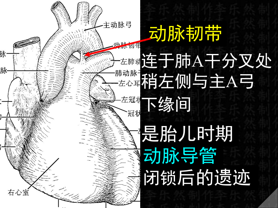 骨科学-动脉解剖彩色图谱课件.ppt_第3页