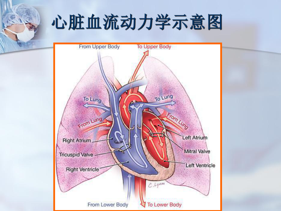 最新内科学心脏瓣膜病dxq课件.ppt_第2页