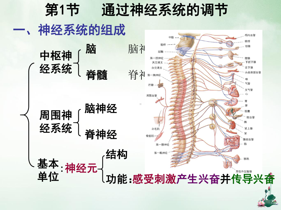 过神经系统的调节课件.pptx_第1页