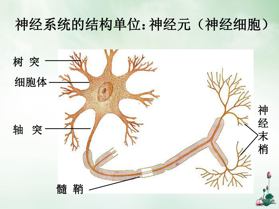 过神经系统的调节课件.pptx_第2页