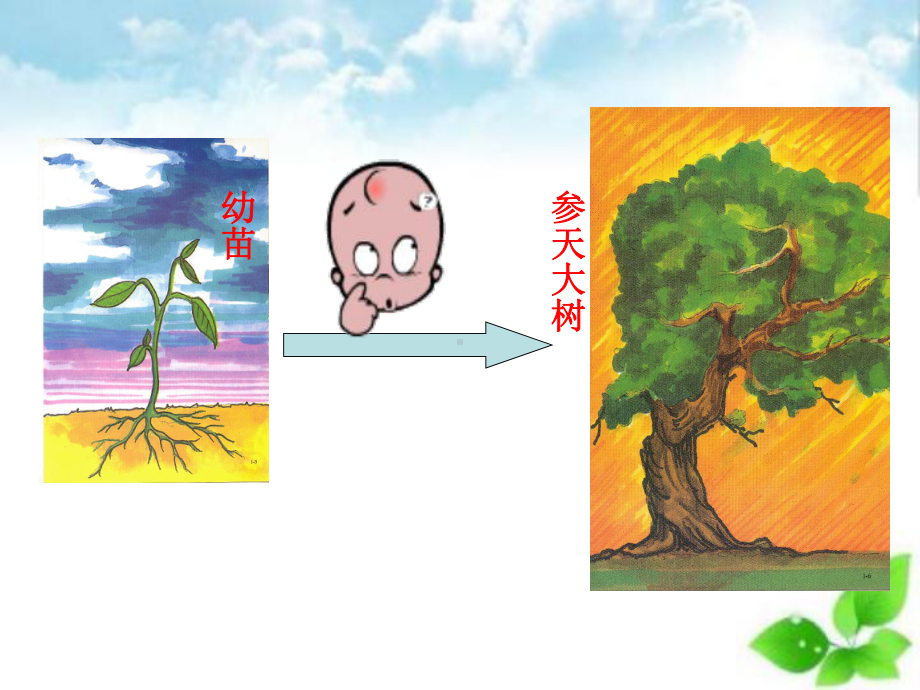 植株的生长课件-16.ppt_第2页