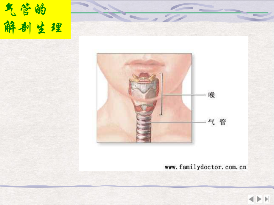 气管食管耳鼻咽喉科学完整版课件.pptx_第3页