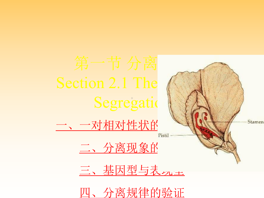 医学遗传学第三章第一节分离规律课件.ppt_第1页