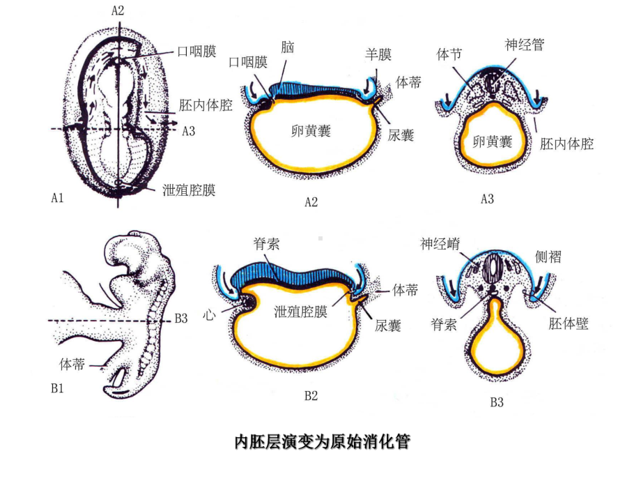 消化系统和呼吸系统的发生-课件(同名23).ppt_第3页