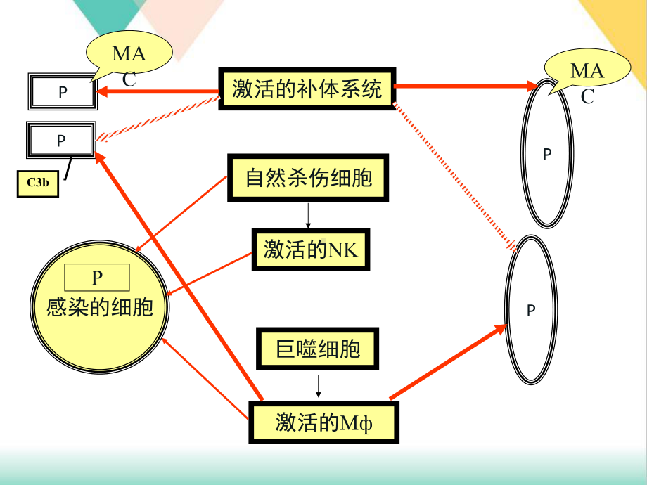 水产渔业免疫刺激剂培训课件.pptx_第2页