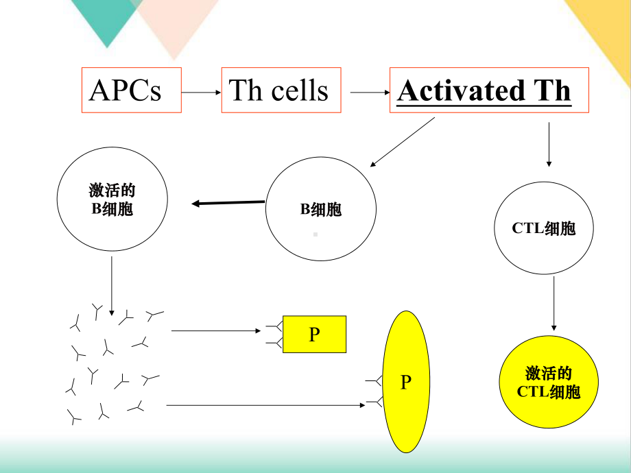 水产渔业免疫刺激剂培训课件.pptx_第3页