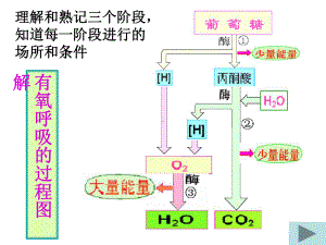 《复习光合作用和呼吸作用》课件.ppt