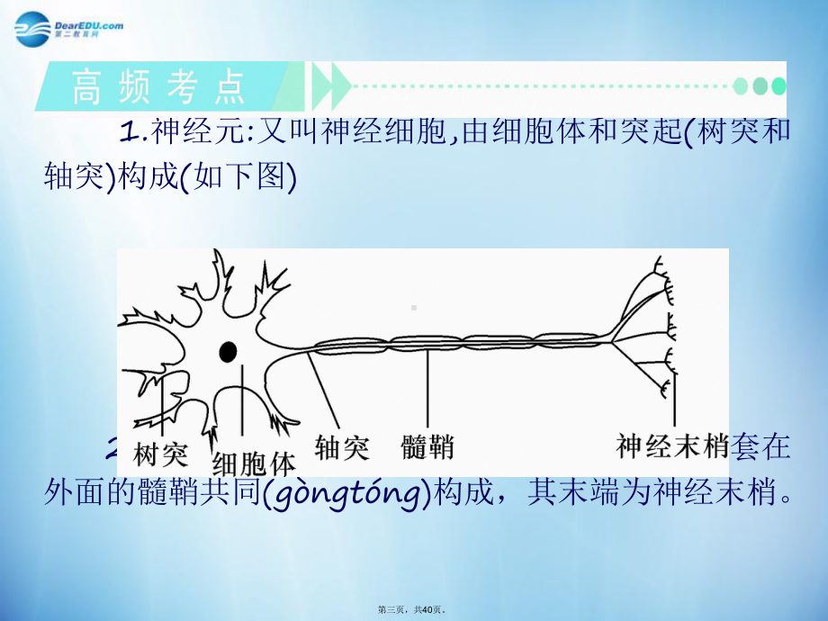 高中生物-第2讲-通过神经系统的调节复习课件-新人教版必修3.ppt_第3页