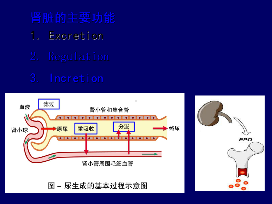 《常用肾脏功能实验室检查》课件.ppt_第1页