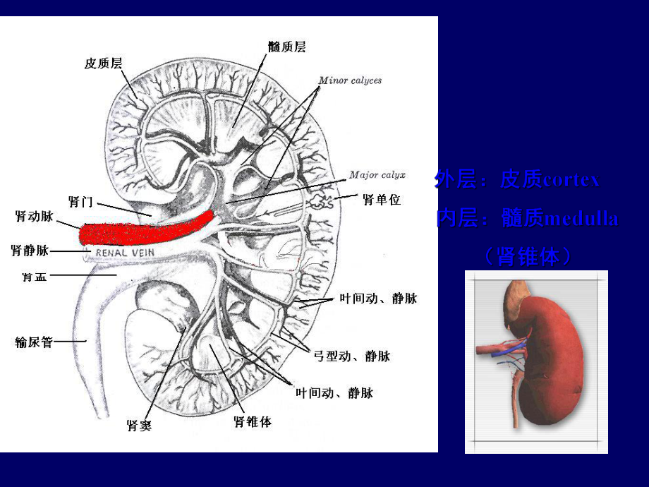 《常用肾脏功能实验室检查》课件.ppt_第2页