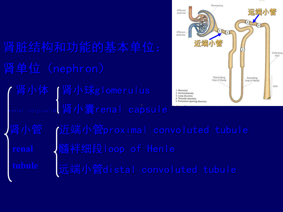 《常用肾脏功能实验室检查》课件.ppt_第3页