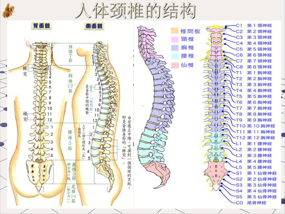 颈椎演变与治疗课件.pptx_第3页