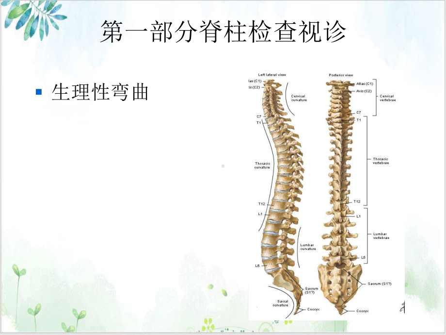 诊断学第二篇第八章脊柱与四肢检查实用版课件.ppt_第3页