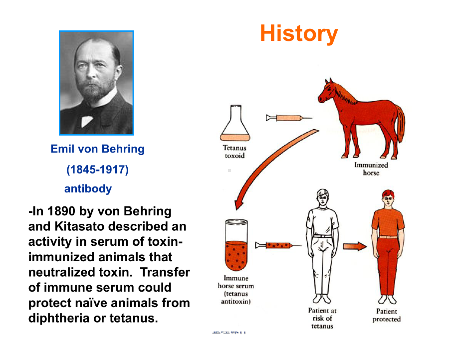 《医学免疫学教学》03-antibody课件.ppt_第3页