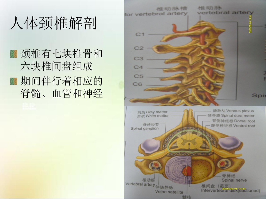 颈椎病的治疗与护理优质课件.ppt_第2页