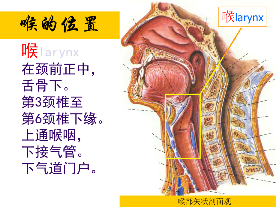 喉解剖急性会厌炎急慢性喉炎课件.ppt_第2页