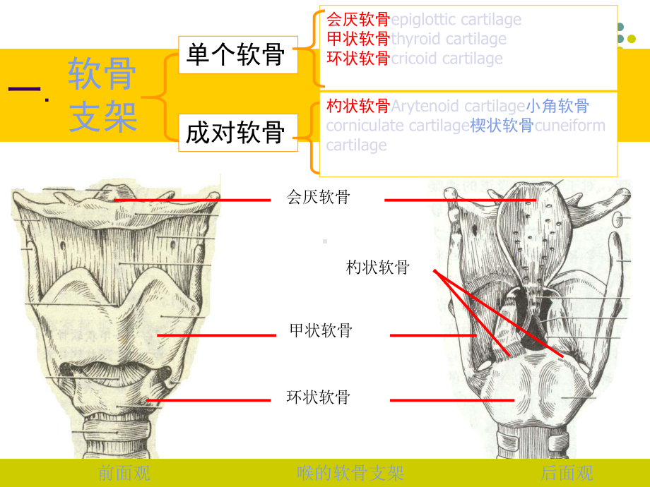 喉解剖急性会厌炎急慢性喉炎课件.ppt_第3页