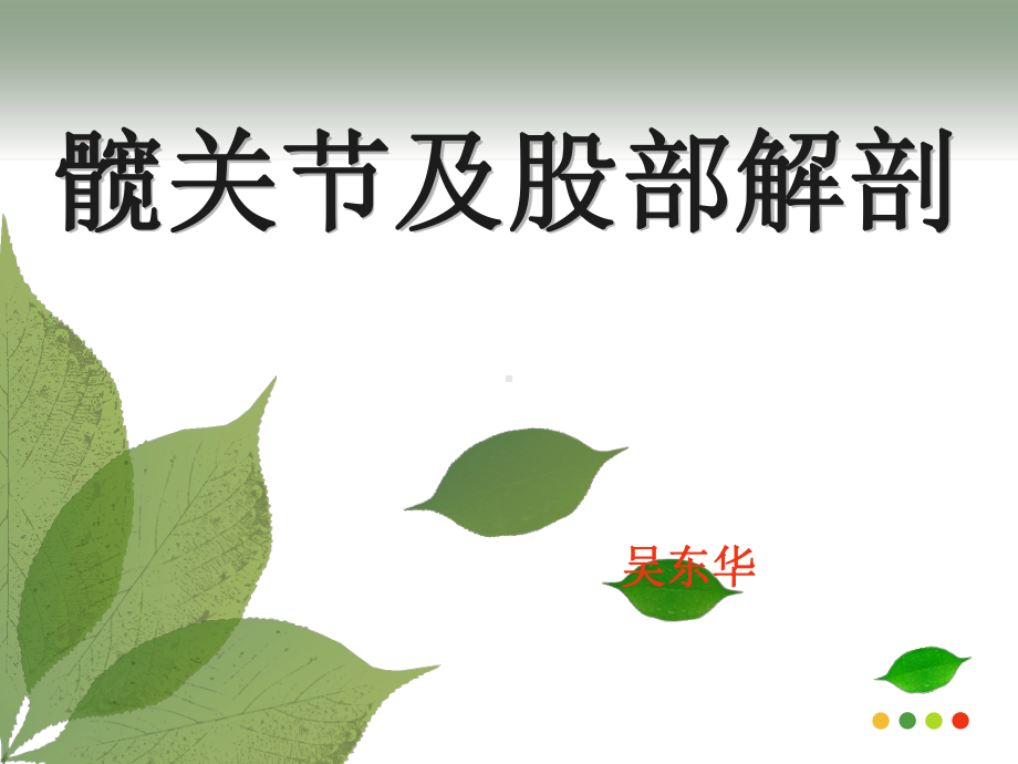 髋关节及股部解剖课件.ppt_第1页