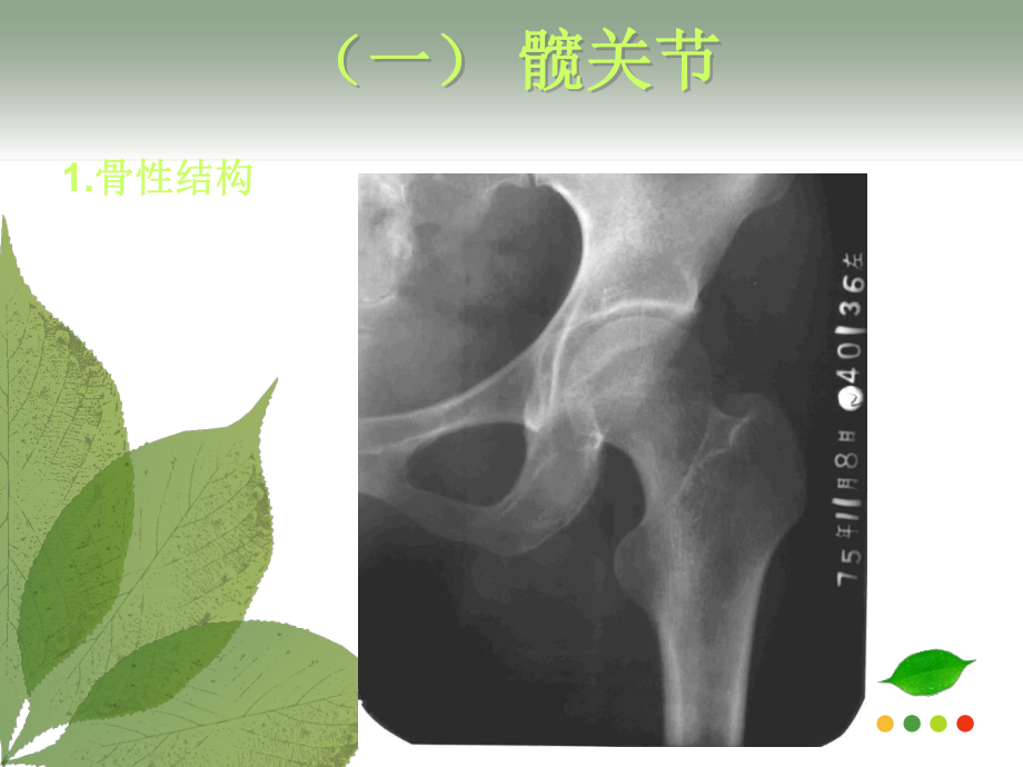 髋关节及股部解剖课件.ppt_第2页