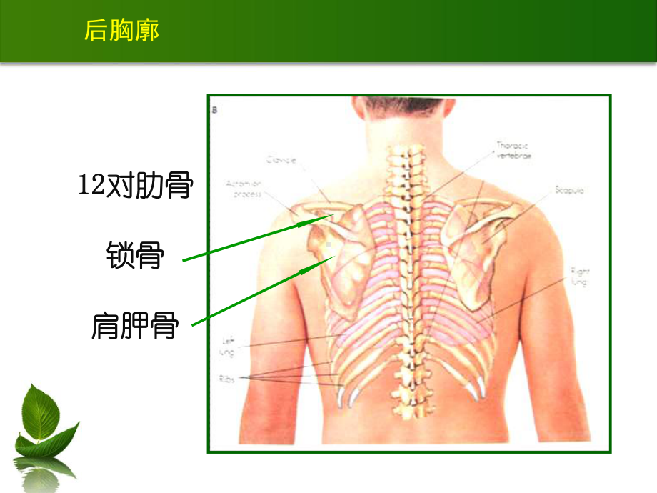 呼吸系统疾病护理浅谈课件.ppt_第3页