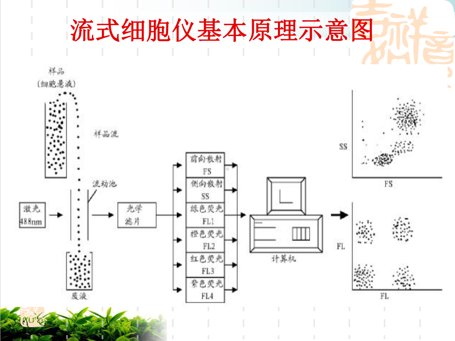 流式细胞的原理及临床应用课件.pptx_第2页