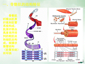 骨骼肌心肌和平滑肌生理课件.pptx