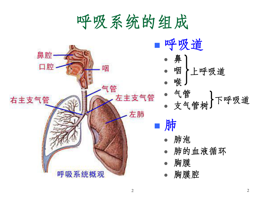 急性上呼吸道感染合理用药(简称上感)课件.ppt_第2页