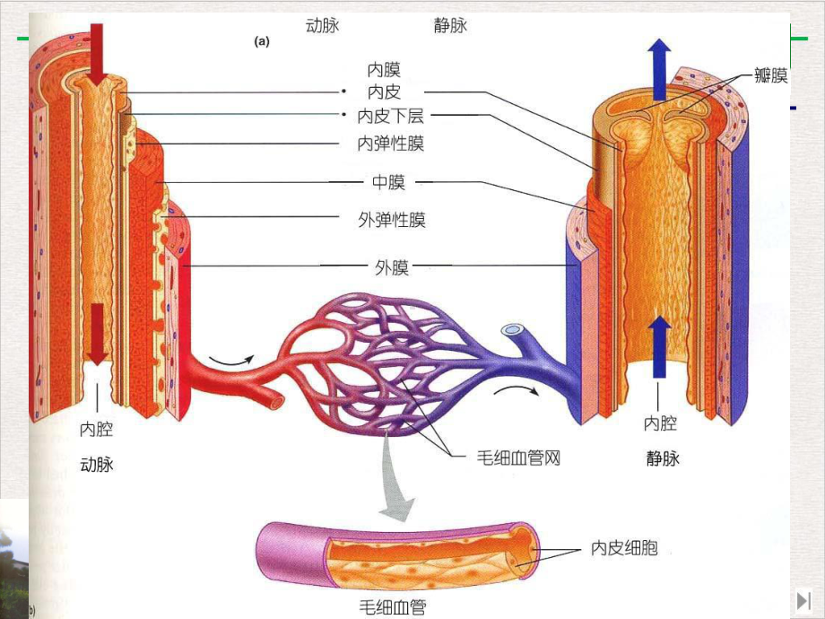 静脉临床应用解剖实用版课件.pptx_第2页