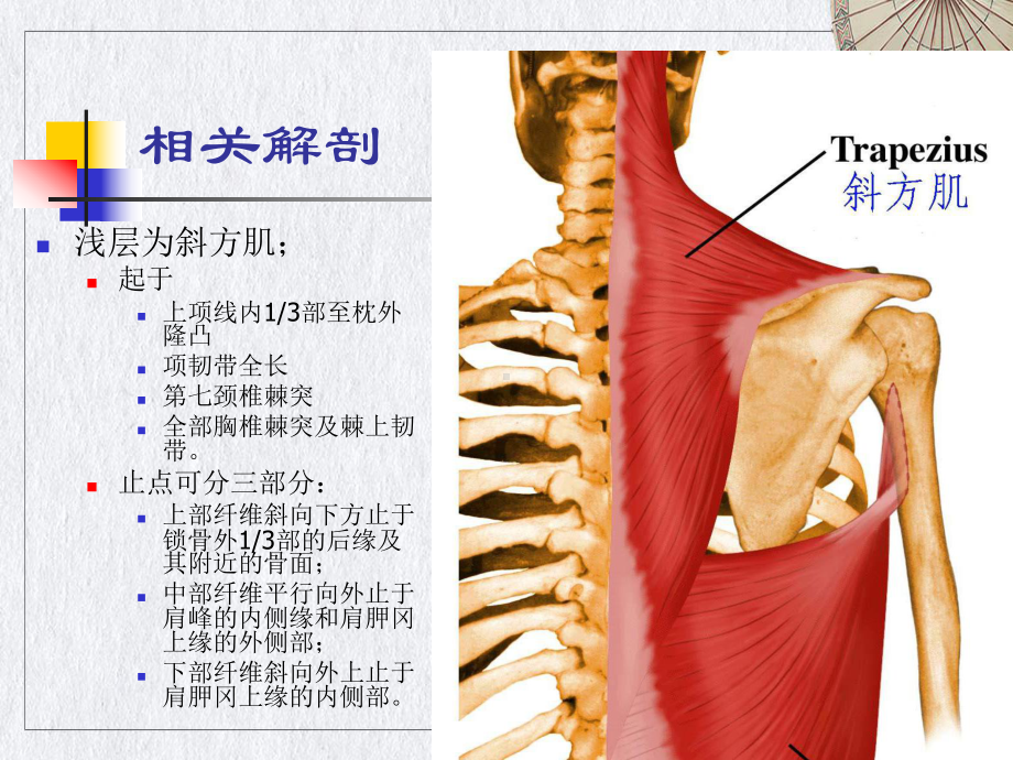 颈肌损伤型颈椎病课件.pptx_第1页