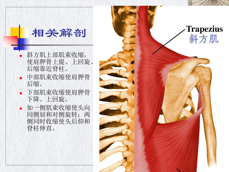 颈肌损伤型颈椎病课件.pptx_第2页