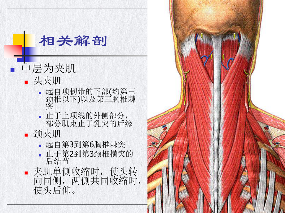 颈肌损伤型颈椎病课件.pptx_第3页