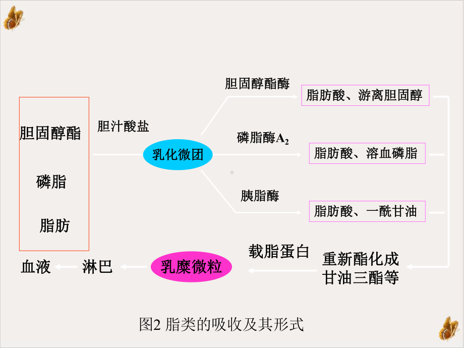 高血脂与肥胖病亚健康教学课件.ppt_第3页