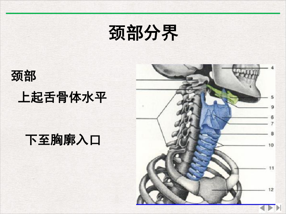 颈部CT断层解剖新版课件.ppt_第2页