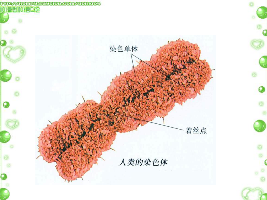 染色体变异课件8.ppt_第3页