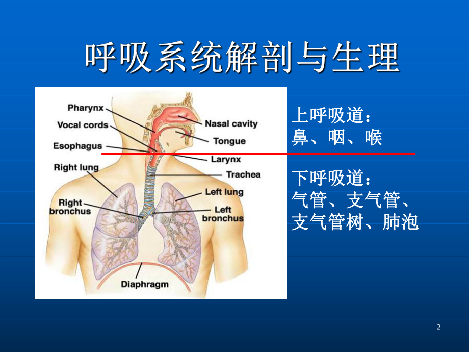 最新呼吸生理与机械通气的应用课件.ppt_第2页