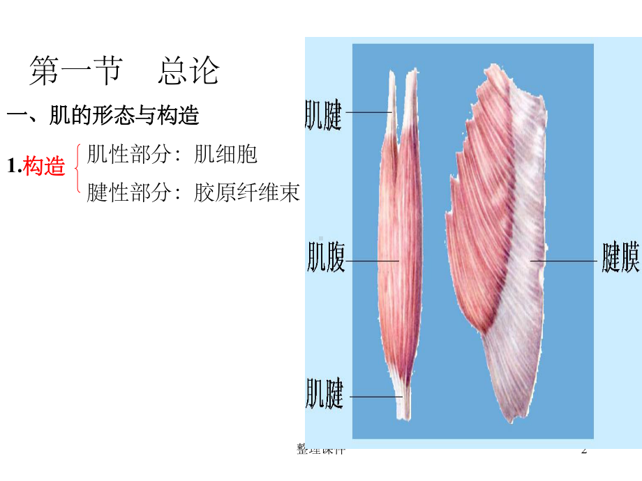 运动解剖学肌学课件.ppt_第2页